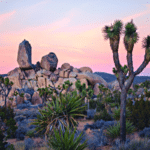 Think Joshua Tree for an Unforgettable Road Trip