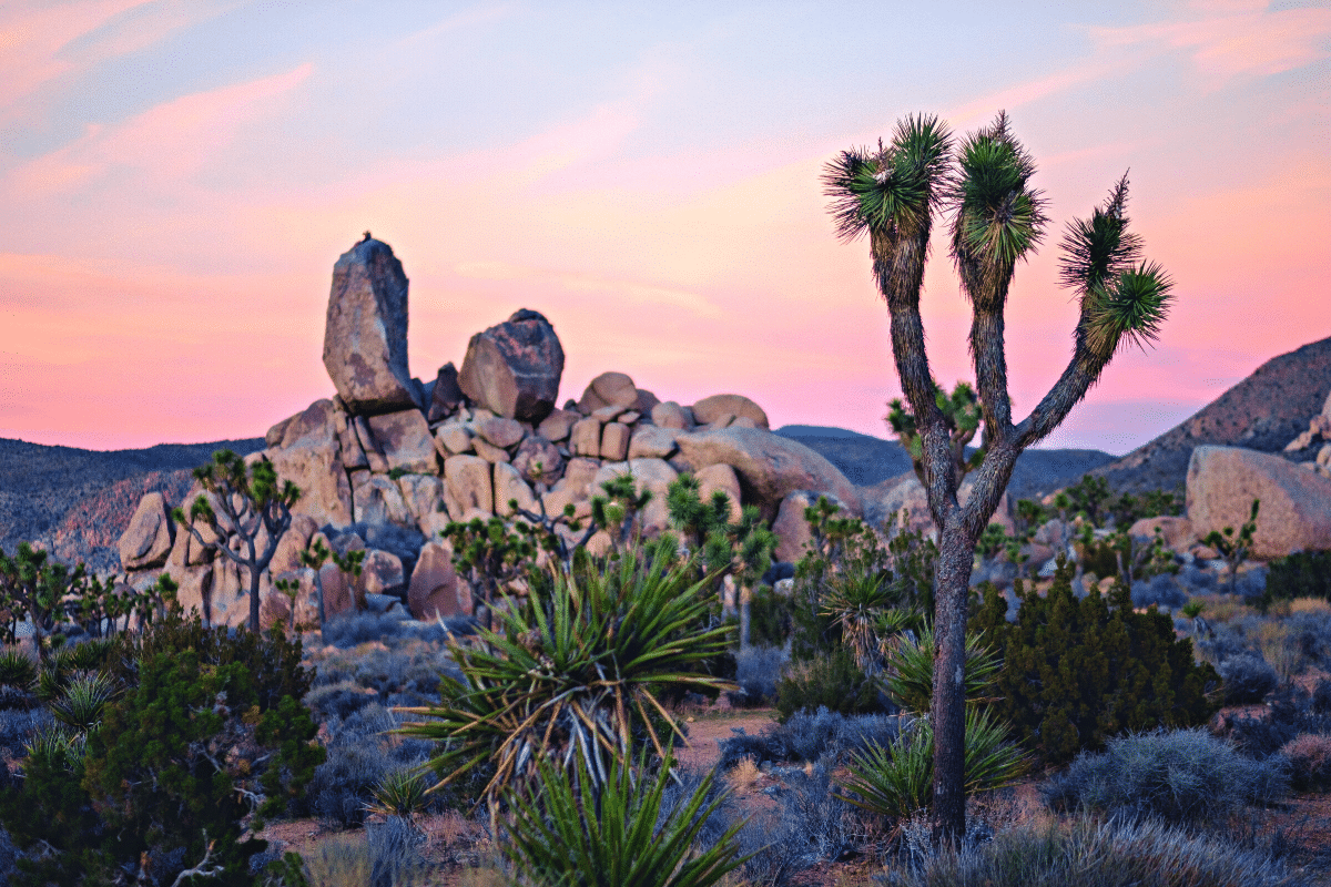 Think Joshua Tree for an Unforgettable Road Trip